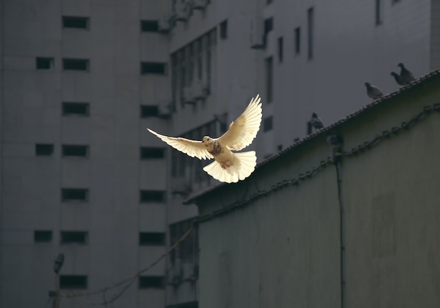 A dove, which is a symbol of peace.