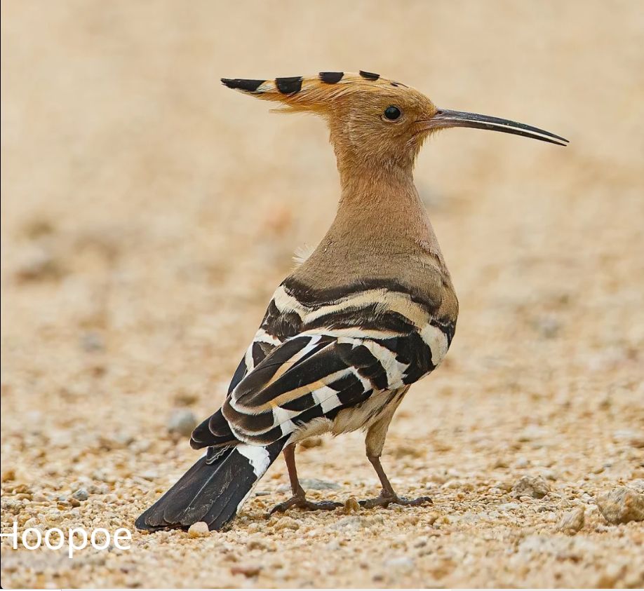 Israel Native Insects Jerusalem! part 1: The Land. Israel’s biodiversity, geography ...