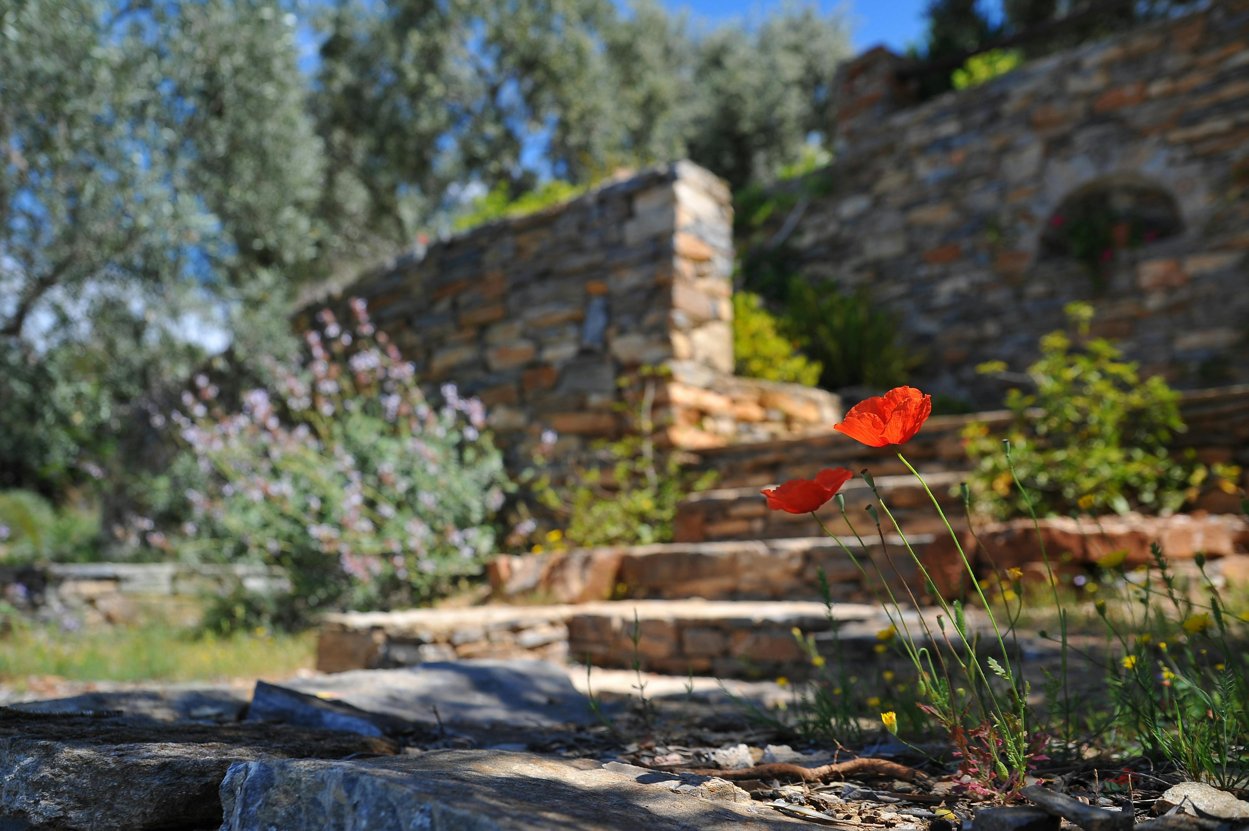 stone stairwar in a garden