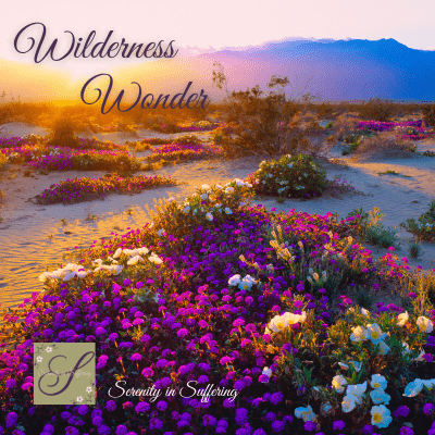 Finding Wonder in the Wilderness | Crossmap Blogs