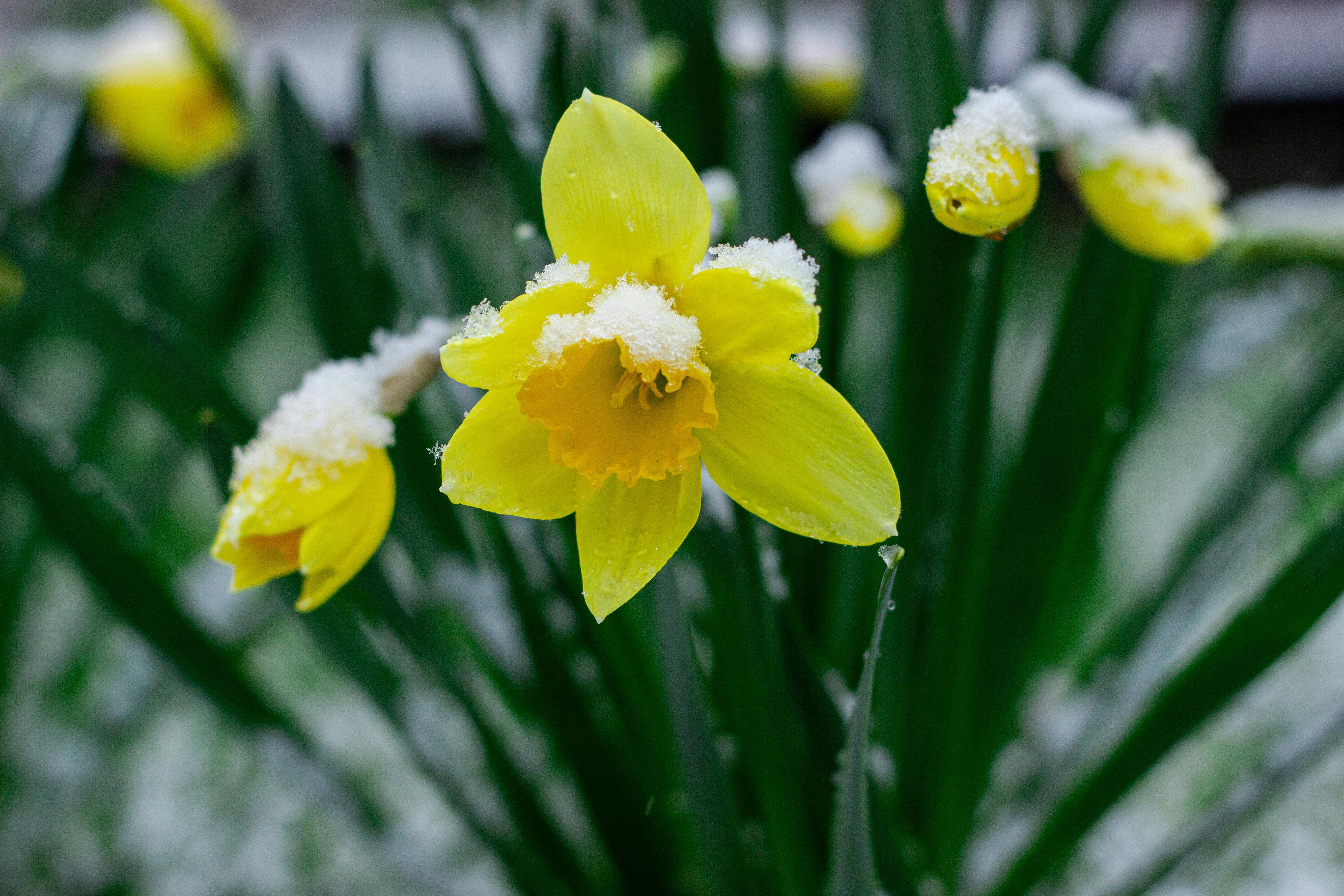 yellow daffodil with snow on petals