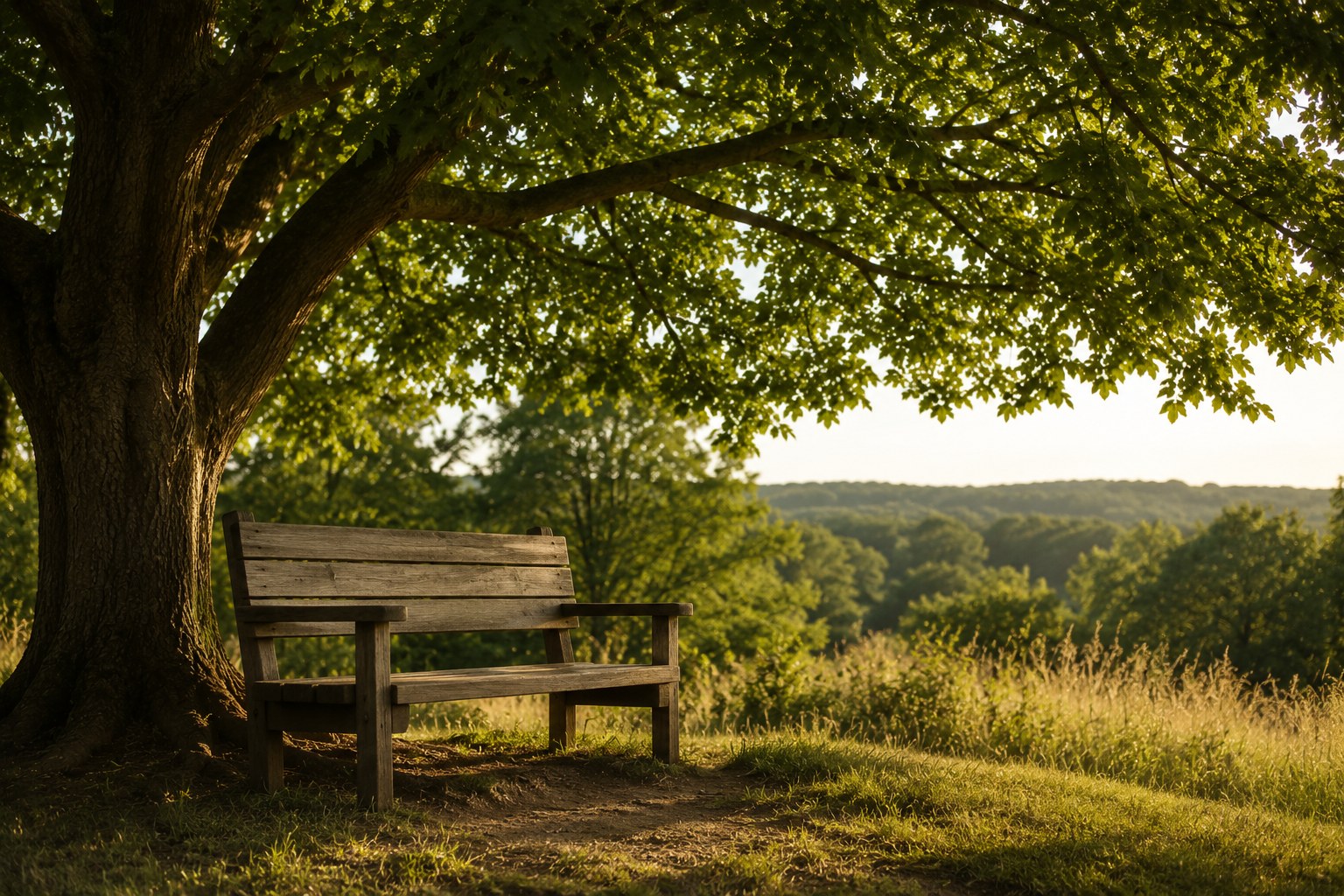 A sturdy bench under a tree in soft light, an image of rest and comfort