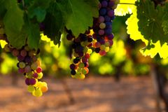 jose-alfonso-sierra-K-VkvGjaMtI-unsplash