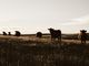 priscilla-du-preez-tGtWKDdicn4-unsplash-pcHTlAhB
