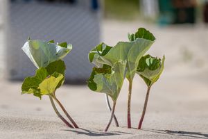 plant-ga5fe3f449_1920