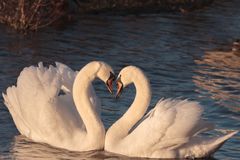 swans-g1dc508957_1920