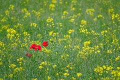 belinda-fewings-j9yjS3NNNLg-unsplash