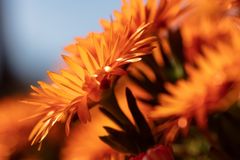 caz-hayek--CrZN5Yh0vM-unsplash