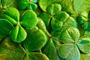 shamrocks-geedde62ce_1920
