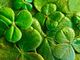 shamrocks-geedde62ce_1920