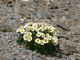 dryas-octopetala-g06012beae_640-JkZ5rSFm