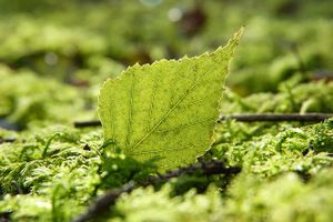 leaf-g1ec4b80d6_640