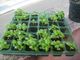 horta