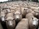 sheeps