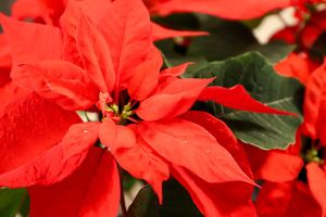 poinsettia-4728192_640-Aunizr17