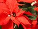 poinsettia-4728192_640-Aunizr17