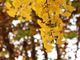 ginkgo-leaves-6948801_960_720