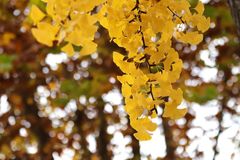 ginkgo-leaves-6948801_960_720