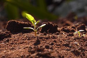 spring-young-leaves-2404083_960_720-GJ6TBTAM