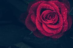 rose-3407234_960_720-nzqOM4BE