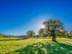 tree-2916763_960_720-qjxuZL75