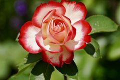 rose-2417334_960_720-LdjommYC