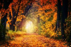 autumn-3186876_960_720-lNXQGIEZ