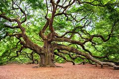 oak-tree-2018822_960_720-sz6eSOCt