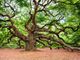 oak-tree-2018822_960_720-sz6eSOCt