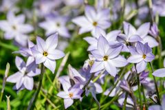 spring-star-3305810_960_720-YOemnSVB