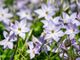 spring-star-3305810_960_720-YOemnSVB
