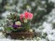 flowers-3135847_960_720-ZL7kmUh5
