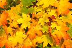 leaves-57427_960_720-2KsaX9ac