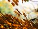 leaves-507544_1280-sxrtKsmx