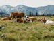 meadow-3159930_1280-dSVhTu18