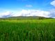 rice-194768_1280-gNKw2ax5
