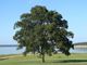 tree-70988_1280-t4Be8xCp