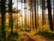 forest-6765636_1280-wiy0KTBB