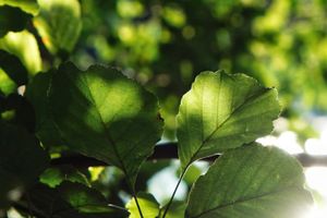 post2_featured_sun_leaves-iG5soXMN