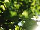 post2_featured_sun_leaves-iG5soXMN