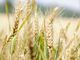 wheat-featured-cSybKMMJ