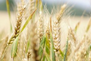 wheat-featured-cSybKMMJ