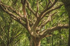 shade-featured-F7wkTUvR