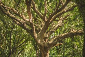 shade-featured-F7wkTUvR