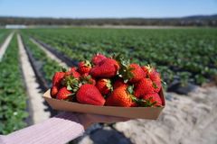 ‘O alimento pode abrir oportunidade para pregar o Evangelho’, diz evangelista dos morangos