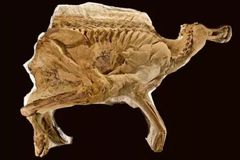 Descoberta de fóssil de dinossauro pode provar que o planeta Terra tem apenas 6 mil anos