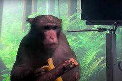 Neuralink é denunciada pela morte de 15 macacos após testes com chip cerebral