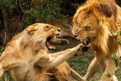 Deus criou a cadeia alimentar no mundo animal?
