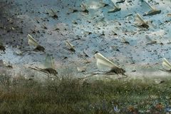 Pastor explica significado dos gafanhotos descritos em Joel: “Podemos aprender princípios”