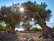 Conheça a simbologia da oliveira no contexto bíblico